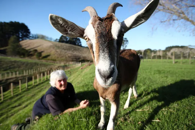 Horny the goat poses for a photograph with Sue Meszaros at Streamland Suffolks stud on May 09, 2020 in Auckland, New Zealand. Sue Meszaros and Karyn Maddren run Streamland Suffolks sheep stud in Ahuroa, north of Auckland. (Photo by Fiona Goodall/Getty Images)