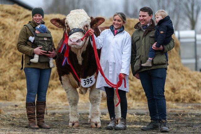 Rachel Griffin, Hugo Griffin Handler Hetty Hutchinson, James Griffin and Joseph Griffin stand with Champion Simmental Bull Prince Charming from Hemingford at Stirling Bull sale where he sold for 56,000 guineas on February 17, 2025 in Stirling, Scotland. A prestigious showcase of more than 700 pedigree bulls and heifers from leading UK herds are on show at the Stirling Agricultural Centre, with some fetching a five-figure mark, as they attract top breeders in the industry. (Photo by Jeff J. Mitchell/Getty Images)