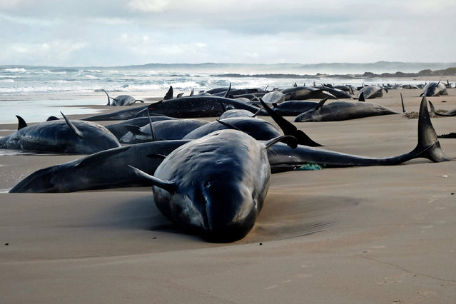 A handout photo taken and released on February 19, 2025 by the Department of Natural Resources and Environment Tasmania shows dolphins stranded on a beach near Arthur River on the west coast of Tasmania. A pod of 157 dolphins was found stranded on a remote beach in Australia's southern island of Tasmania, environment officials said as veterinarians raced to the scene. They appeared to be members of a large dolphin species known as false killer whales, Tasmania's environment department said, named for the orca-like shape of their skull. (Photo by Handout/Department of Natural Resources and Environment Tasmania/AFP Photo)