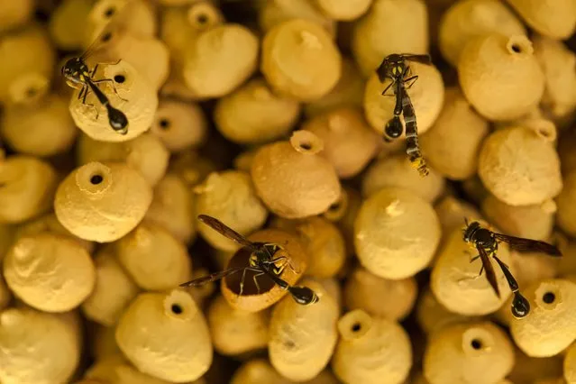 “Parental Care in Parasitoid Wasps”. Brunei Darussalam, Borneo: Parental care in parasitoid wasps by Thomas Endlein. (Photo and caption by Thomas Endlein/UK Society of Biology Photography Award 2014)