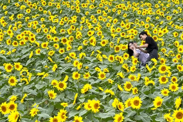 A couple takes photos in a field of sunflowers at a park in Yeoncheon, South Korea, Monday, September 12, 2022. (Photo by Ahn Young-joon/AP Photo)