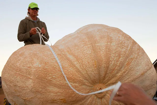 Eric Carlson takes official Great Pumpkin Commonwealth measurements of John Hawkley's pumpkin at the 41st Annual Safeway World Championship Pumpkin Weigh-Off in Half Moon Bay, Calif., Monday, October 13, 2014. Hawkley of Napa Calif. was named as a favorite to win early in the day. (Photo by Alex Washburn/AP Photo)