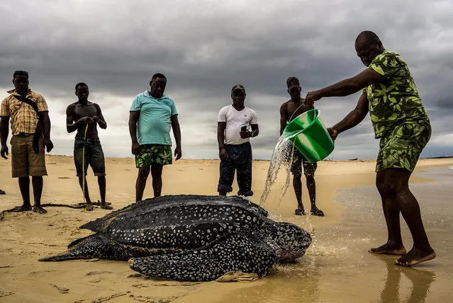 Ecology and society student winner: Adam Rees. Female leatherback turtle gets into trouble. (Photo by Adam Rees/Plymouth University/British Ecological Society)