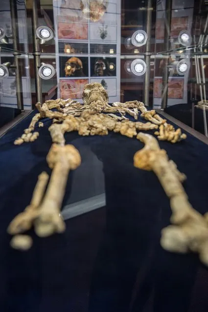 The Little Foot fossilised hominid skeleton is unveiled for the first time to the public at the University of the Witwatersrand in Johannesburg on December 6, 2017. Experts believe that the skeleton belonged to a young girl who fell 20 metres to her death in the cave. Dubbed Little Foot, the collection of bones dating back a staggering 3.67 million years is also the most complete of its kind in he world. (Photo by Mujahid Safodien/AFP Photo)