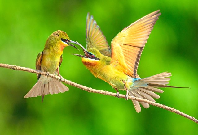 A dramatic aerial duel unfolds as two blue-tailed bee-eaters clash mid-air, battling for dominance and the attention of a female. The birds were photographed in Khishma Forest, West Bengal, India early April 2025. (Photo by Prasenjit Dutta/Solent News & Photo Agency)