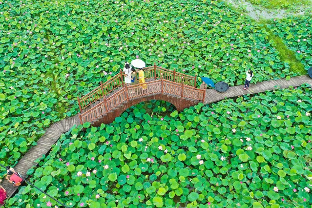 Hundreds of acres of lotus attract many tourists to watch. Quanzhou County, Guangxi, China, July 4, 2020. (Photo by Costfoto/Barcroft Media via Getty Images)