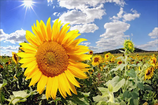 In this Wednesday, September 17, 2014 photo, the sun shines over a field of sunflowers in Walkill, N.Y. (Photo by John DeSanto/AP Photo/Times Herlad-Record)