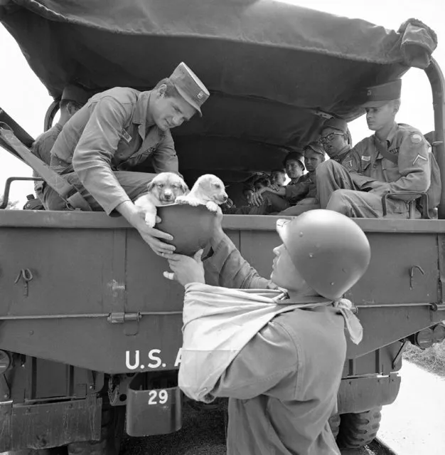 Members of the Maryland National Guard helped a couple of recruits aboard as the prepared to leave Cambridge, July 8, 1963. The guardsmen ended a 25-day watch to prevent racial disorders in the city. Pvt. John Todder (in truck) takes two puppies in a helmet from PFC John W. Cheseldine who sprained his arm during his stay here. (Photo by AP Photo)
