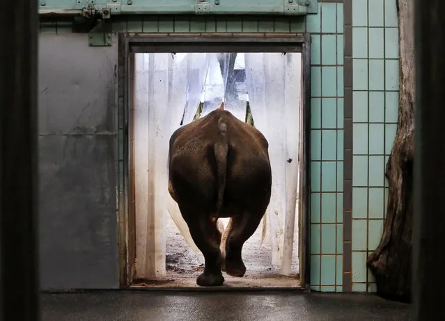 A 1500 kilogram heavy black rhinoceros leaves its indoor enclosure through a curtain in the zoo in Frankfurt, Germany, Friday, December 15, 2017. (Photo by Michael Probst/AP Photo)