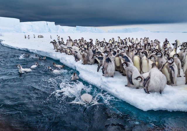Emperor penguin chicks take their first swim in Atka Bay, Antarctica, in this undated handout image obtained by Reuters on April 17, 2025. (Photo by Bertie Gregory/National Geographic/Handout via Reuters)