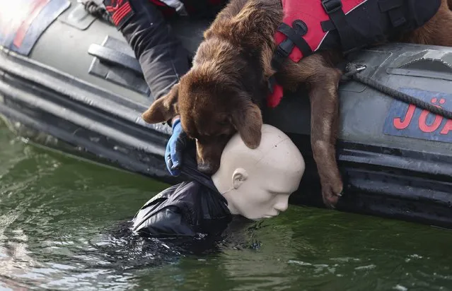 Mavi is a rookie compared to his veteran colleagues but the newest member of the Turkish gendarmerie proved his mettle in one year. The Labrador became an invaluable asset to the gendarmerie unit he joined in 2021 by helping them locate bodies. Ankara, Türkiye on December 2, 2022. (Photo by Anadolu Agency)