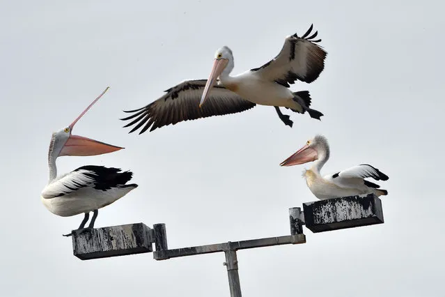 This photo taken on August 4, 2020 shows an Australian pelican (C) trying to make its space on a street light pole on Botany Bay in Sydney. (Photo by Saeed Khan/AFP Photo)