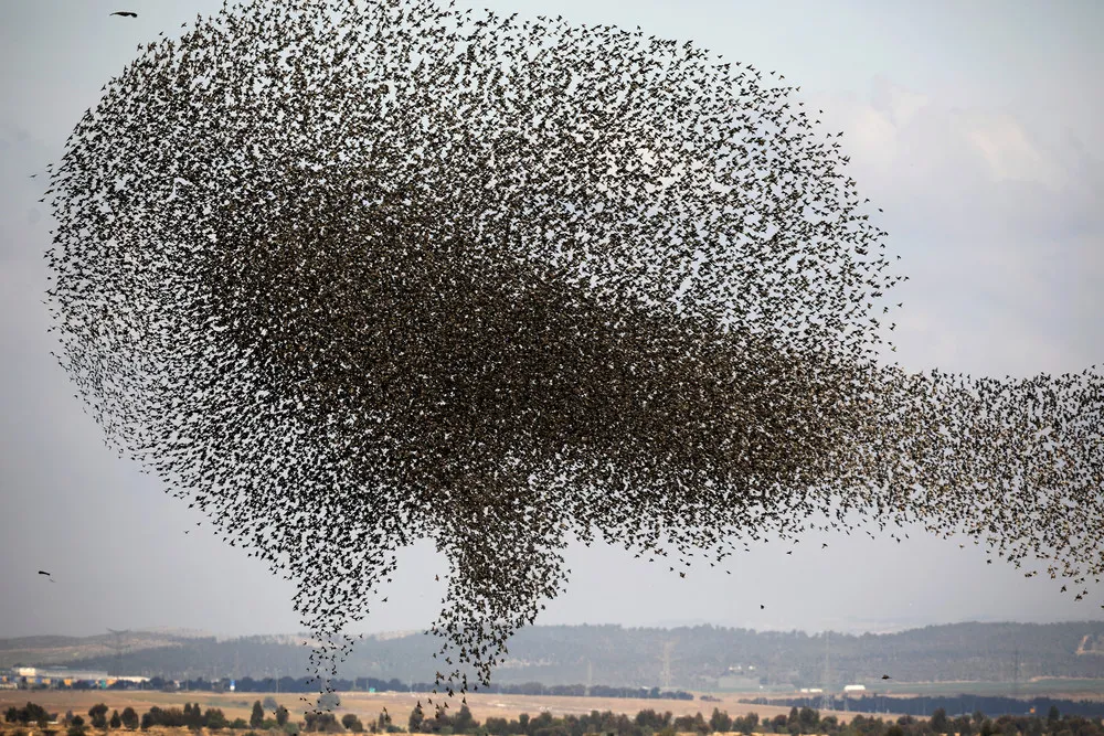 Starlings in the Sky