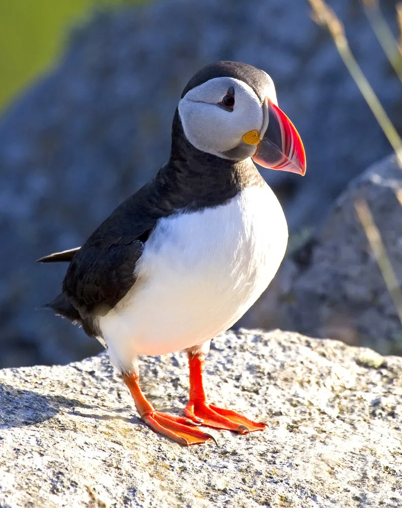 Atlantic Puffin Is AKA Puffins Or Puffin Birds