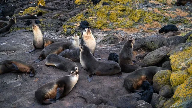 Subantarctic fur seals are pictured, on December 30, 2022, on the Amsterdam island, part of the five administrative districts of the French Southern and Antarctic Territories. The research station at Martin-de-Viviès, is the only settlement on the island and is the seasonal home to about thirty researchers and staff studying biology, meteorology, and geomagnetics. The island is home to the endemic Amsterdam albatross. (Photo by Patrick Hertzog/AFP Photo)