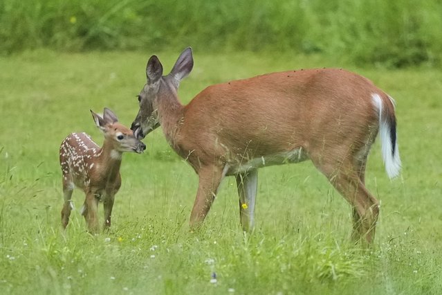 A doe nuzzles her fawn, Wednesday, June 18, 2025, in Freeport, Maine. (Photo by Robert F. Bukaty/AP Photo)