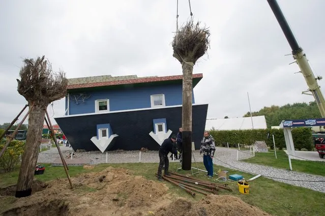 Workers 'plant' a tree with the roots going upwards in the garden of the exhibition 'Die Welt steht Kopf' (lt: The world stands on its head) in Trassenheide, Germany, 14 October 2015. The project has become a magnet for visitors on the island of Usedom, about 50,000 visitors are counted annually. (Photo by Stefan Sauer/EPA)
