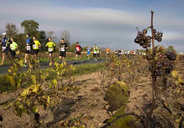 Competitors run past vineyards at the start of the Marathon International du Beaujolais race in Fleurie, November 22, 2014. (Photo by Robert Pratta/Reuters)