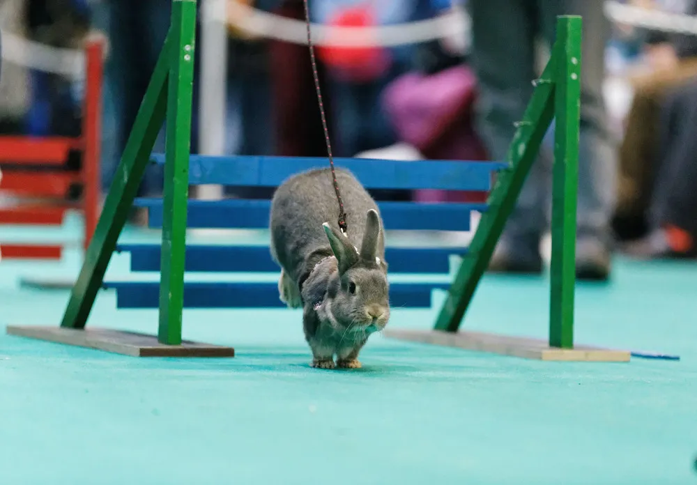 Rabbit Showjumping at an Animal Fair in Stuttgart