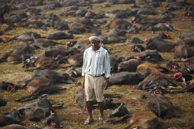 A butcher holding his blade stands among sacrificed buffalos inside an enclosed compound during the sacrificial ceremony of the “Gadhimai Mela” festival held in Bariyapur November 28, 2014. Sword-wielding Hindu devotees in Nepal began slaughtering thousands of animals and birds in a ritual sacrifice on Friday, ignoring calls by animal rights activists to halt what they described as the world's largest such exercise. (Photo by Navesh Chitrakar/Reuters)