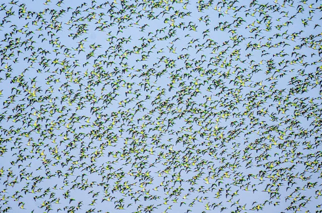 Red-breasted parakeets turn the sky green in Rangunia, southeastern Bangladesh early January 2023. The photographer, Prokash Majumder, 34, said: “It is not a common thing to see. It took me three years to witness this scene, waiting from morning until evening”. (Photo by Prokash Majumder/Solent News)