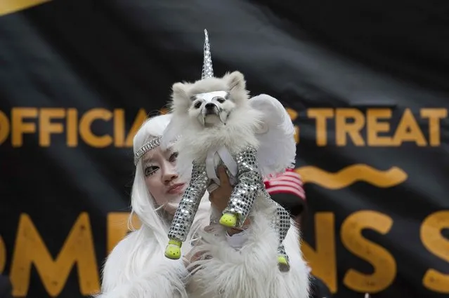 A woman holds her white teacup Pomeranian named Zuzu on the runway during the annual Tompkins Square Halloween Dog Parade in the Manhattan borough of New York City, October 24, 2015. (Photo by Stephanie Keith/Reuters)