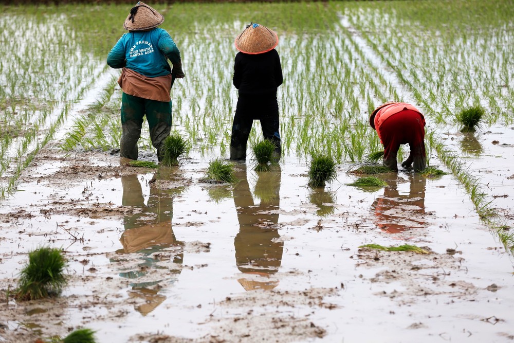 A Look at Life in Indonesia