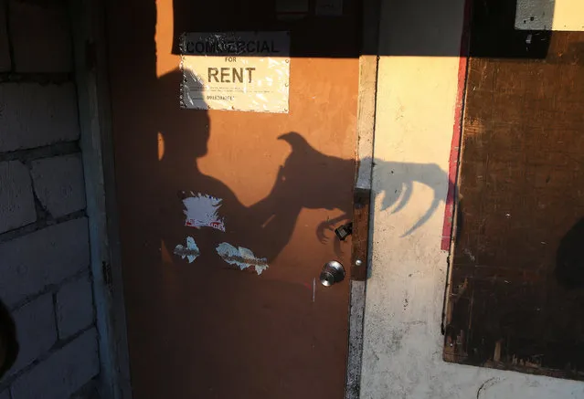 The shadow of Renante Nodalo is reflected on a door as he takes care of a rooster to be used for cockfighting in Manila, Philippines, Wednesday, April 20, 2016. Cockfighting is a popular pastime in the Philippines. (Photo by Aaron Favila/AP Photo)