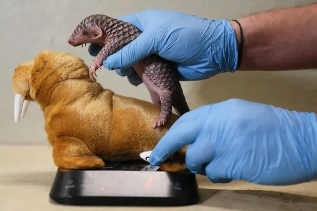 A baby Chinese pangolin is being weighed at the Prague Zoo, Czech Republic, Thursday, February 23, 2023. A female baby of Chinese pangolin has been born in the Prague zoo on Feb 2, 2023, as the first birth of the critically endangered animal on the European continent, and was doing well, the park said. (Photo by Petr David Josek/AP Photo)