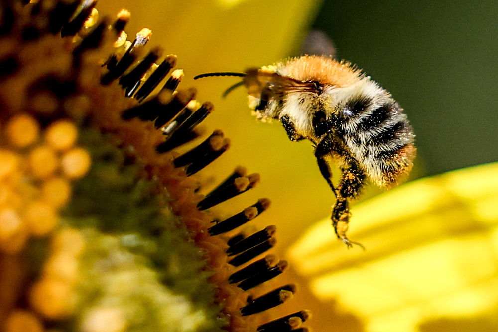 Some Photos: Insects