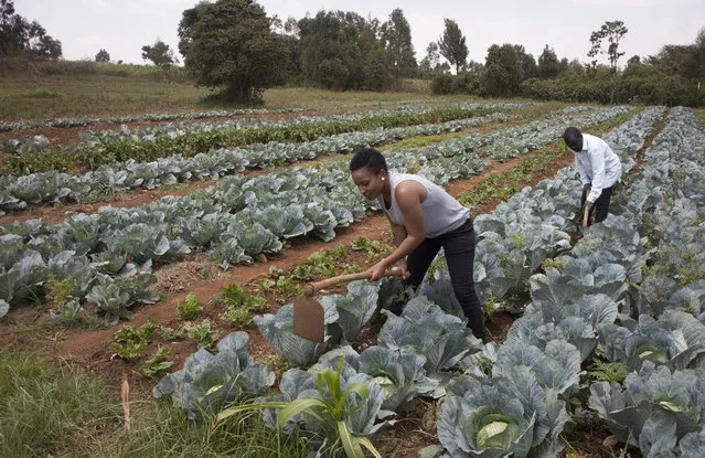 In this January 17, 2018 photo, former reality show contestant Leah Wangari cultivates cabbages at an agricultural training farm in Limuru, near the capital Nairobi, in Kenya. An unusual new reality TV show backed by the U.S. government is the first of its kind in Africa, training young adults from Kenya and neighboring Tanzania in farming and giving them plots to cultivate, with a $10,000 prize for the most productive. (Photo by Sayyid Abdul Azim/AP Photo)