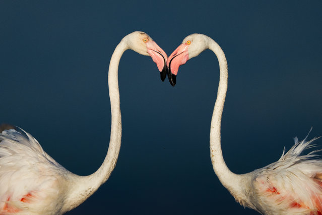 Flamingos arrive their wintering area, Kocacay Delta on August 10, 2025 in Karacabey district of Bursa, Turkiye. Nearly a thousand flamingos fly along the Mediterranean coastline in flocks to return their wintering areas on the coast of the Marmara Sea. (Photo by Alper Tuydes/Anadolu via Getty Images)