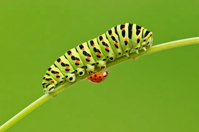 A caterpillar and ladybird share a moment, July 2016. (Photo by Petar Sabol Sharpeye/Rex Features/Shutterstock)