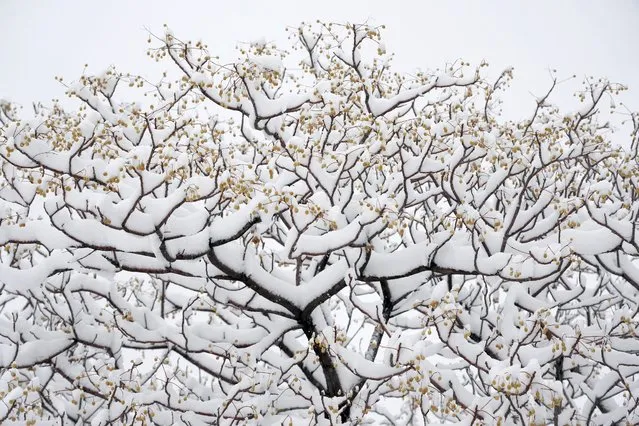 Snow covered a tree at Pardisan Park in Tehran, Iran, Sunday, February 12, 2023. The snowfall decorated the city and helped clean the air which is usually severely polluted in the cold weather in the recent years. (Photo by Vahid Salemi/AP Photo)