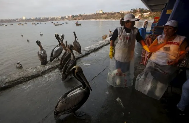 Pelicans are seen next to a fisherwoman at a market at Pescadores beach in the Chorrillos district of Lima, October 27, 2015. (Photo by Mariana Bazo/Reuters)