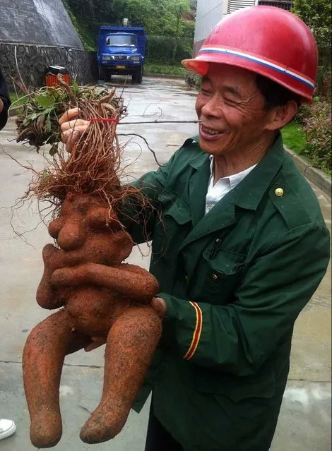 Two Chinese farmers got more than they bargained for when they pulled up the root of a fleece flower – and came face-to-face with the doppelganger of Homer Simpson, on May 17, 2013. The large root appears to have two bulging eyes and a prominent nose – giving it an uncanny resemblance to the famous cartoon character. With two offshoot roots shaped like arms, it even looks like it is pondering or confused – just what you would expect from the real Homer. (Photo by ImagineChina)