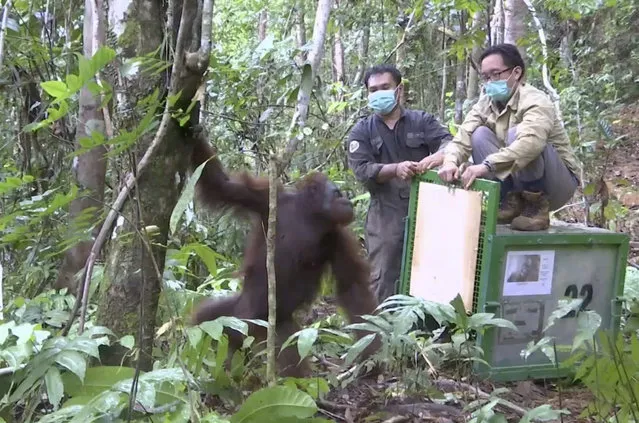 In this October 19, 2016 image made from video, activists open a cage to release a rehabilitated orangutan back into the wild at Kehje Sewen forest in East Kalimantan, Indonesia. Five Bornean orangutans were released into their natural habitat by the Borneo Orangutan Survival Foundation after years-long rehabilitation from trauma often inflicted by people. (Photo by AP Photo)