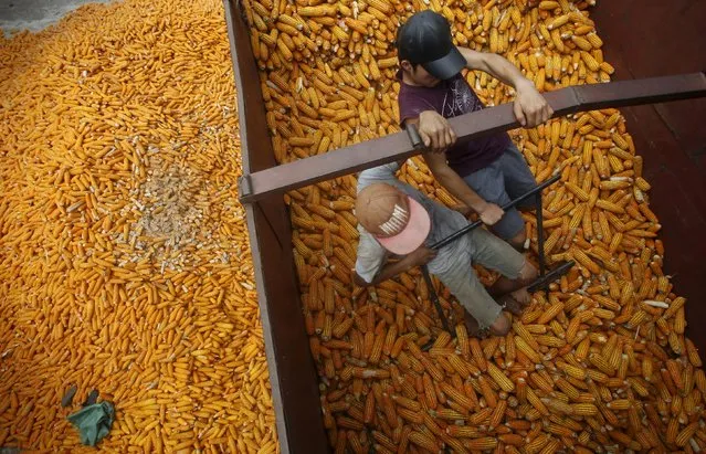 Men rake through corns at a factory of a buying agent in Son La province, northwest of Hanoi, Vietnam October 13, 2015. The communist nation is seen as one of the biggest winners from the Trans-Pacific Partnership, with a surge of investment expected into its $186-billion economy, especially in low-cost manufacturing. Vietnam has kept secret until now the details of what it negotiated. (Photo by Reuters/Kham)