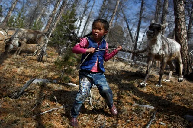 Tsetse, six-year-old daughter of Dukha herder Erdenebat Chuluu, leads a reindeer by the leash as she brings in the herd before nightfall in a forest near the village of Tsagaannuur, Khovsgol aimag, Mongolia, April 18, 2018. The herd is taken to nearby grazing spots twice a day. (Photo by Thomas Peter/Reuters)