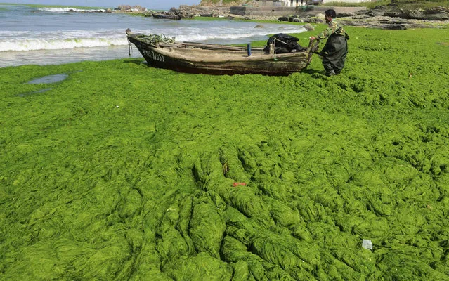 The beach in Qingdao, China, is covered by a thick layer of non-poisonous green seaweed, enteromorpha prolifera, on June 10, 2013. (Photo by Reuters/China Daily)