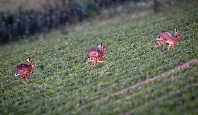 Hares run on a field in the outskirts of Frankfurt, Germany, in the early morning hours on Tuesday, May 30, 2023. (Photo by Michael Probst/AP Photo)
