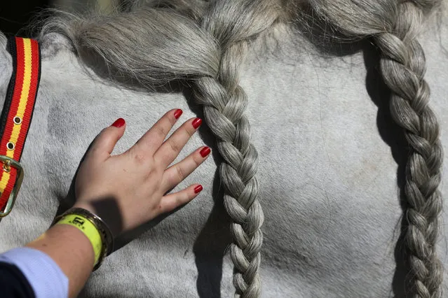 A woman caresses her purebred Spanish horse during the Sicab International Pre Horse Fair which is dedicated in full and exclusively to the purebred Spanish horse in the Andalusian capital of Seville, southern Spain November 15, 2016. (Photo by Marcelo del Pozo/Reuters)