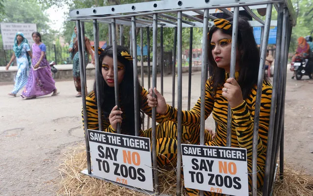 People for the Ethical Treatment of Animals (Peta)  volunteers staged a protest outside Delhi Zoo, on July 25, 2013. Two volunteers wore tiger bodysuits and posed inside a cage as part of their “Save the Tiger-Say No to Zoos” campaign. “If human beings cannot be in a cage for an hour, why are animals caged inside zoos?” one of the volunteers said. The protest was organised in the wake of deaths of six tigers in the zoo within a span of six months. (Photo by Raveendran/AFP Photo)