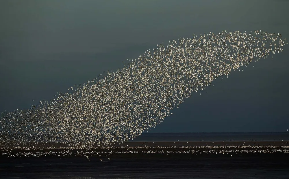 Thousands of birds take flight for the “Snettisham Spectacular”