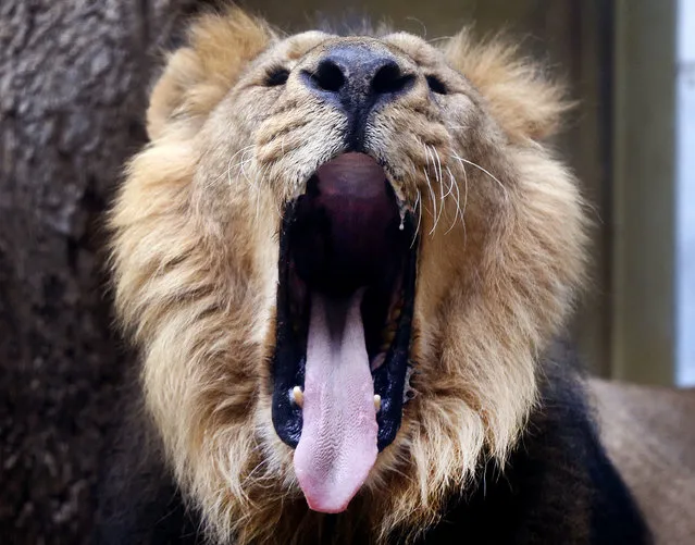 A lion yawns in the zoo in Frankfurt, Germany, Friday, December 2, 2016. (Photo by Michael Probst/AP Photo)