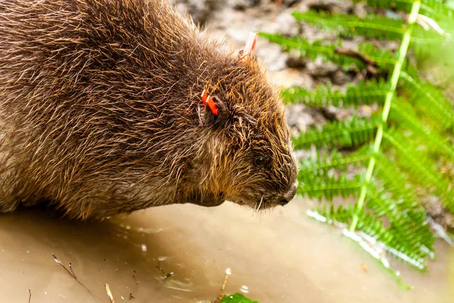 A pair of beavers into the Forest of Dean, Gloucestershire. The beavers are enclosed in a vast area of forest to help with flood management. (Photo by David Broadbent/Handout)