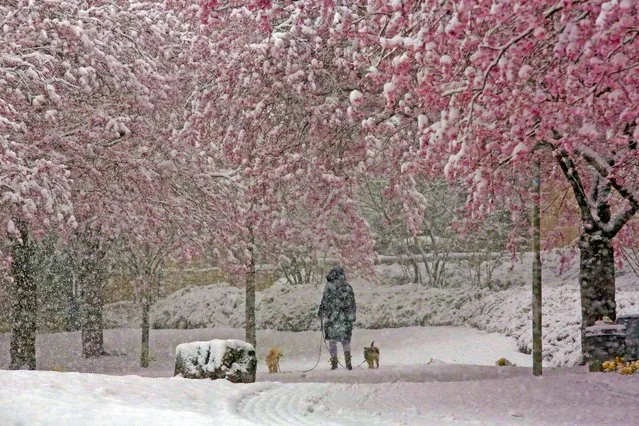 The snow covers cherry blossoms in Siegen, a city east of Cologne, Germany on Tuesday, April 6, 2021. (Photo by René Traut/Imago)
