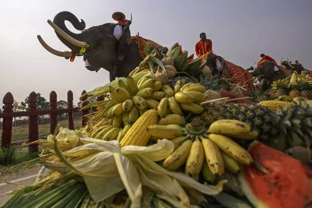 Elephants react before enjoy a “buffet” of fruit and vegetables during Thailand's National Elephant Day in the ancient Thai capital Ayutthaya March 13, 2015. (Photo by Athit Perawongmetha/Reuters)