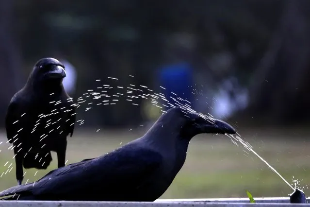 A Sri Lankan crow (Corvus splendens) with its mates quenches its thirst from a leaking water pipe at the Viharamahadevi Park in the heart of Colombo, Sri Lanka, 27 January 2016. The Colombo Municipal Council maintained Viharamahadevi Park, earlier known as the Victoria Park is an oasis amidst the city with its huge shady trees and plants attracting many and tired soul. The park is set out on a plot of land donated by Charles Henry de Soysa during British rule in Sri Lanka. (Photo by M.A.Pushpa Kumara/EPA)
