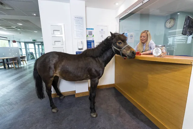 Receptionist, Ema-Jane Turu “checks-in” Jenny the donkey at the pet-friendly Days Inn hotel at Roadchef Norton Canes, West Midlands on Thursday, June 24, 2021. (Photo by Fabio De Paola/PA Wire Press Association)